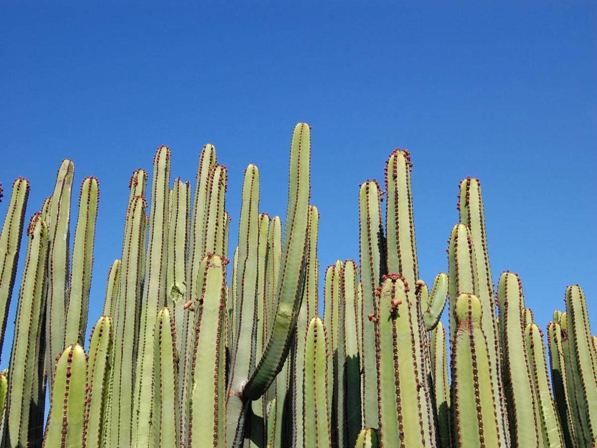Los Dragos Salobre Golf Villas 3 By Villagrancanaria 马斯帕洛马斯 外观 照片